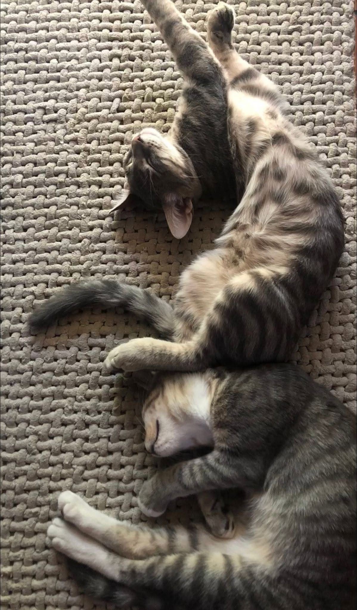 Hermanos