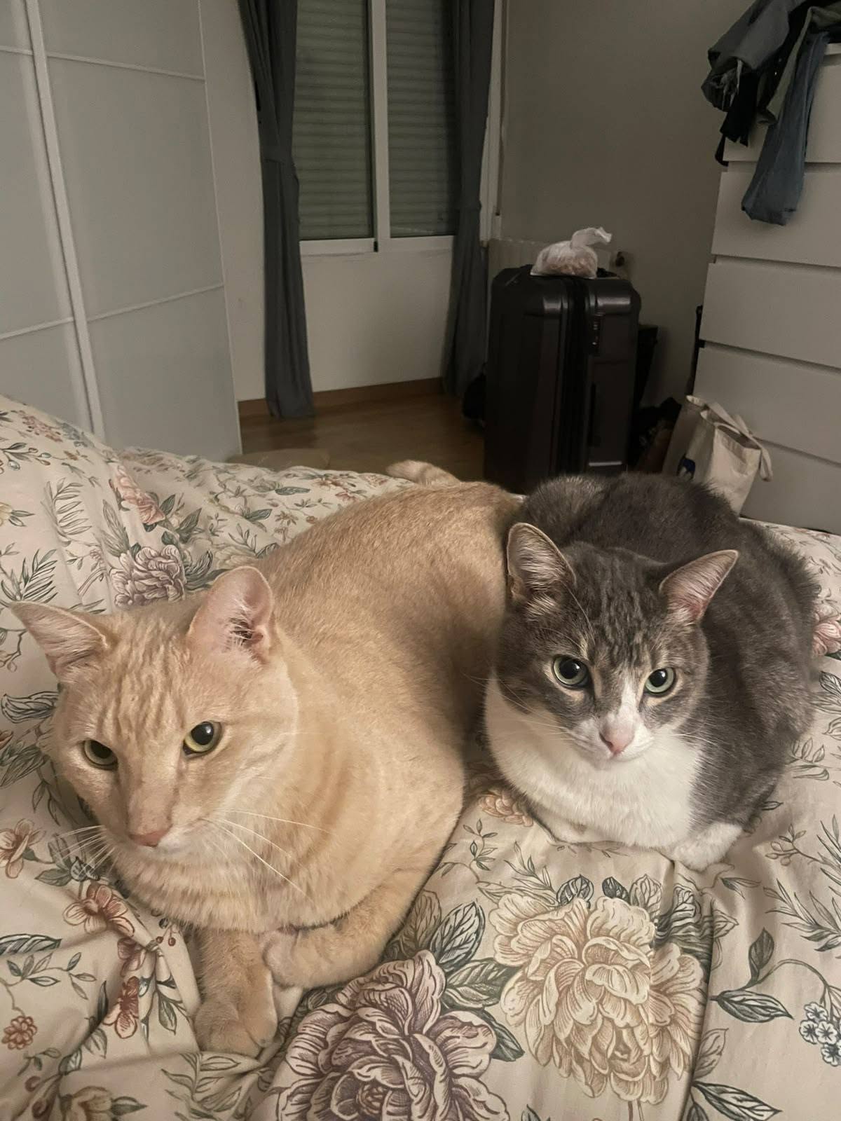 Steve y Mimos